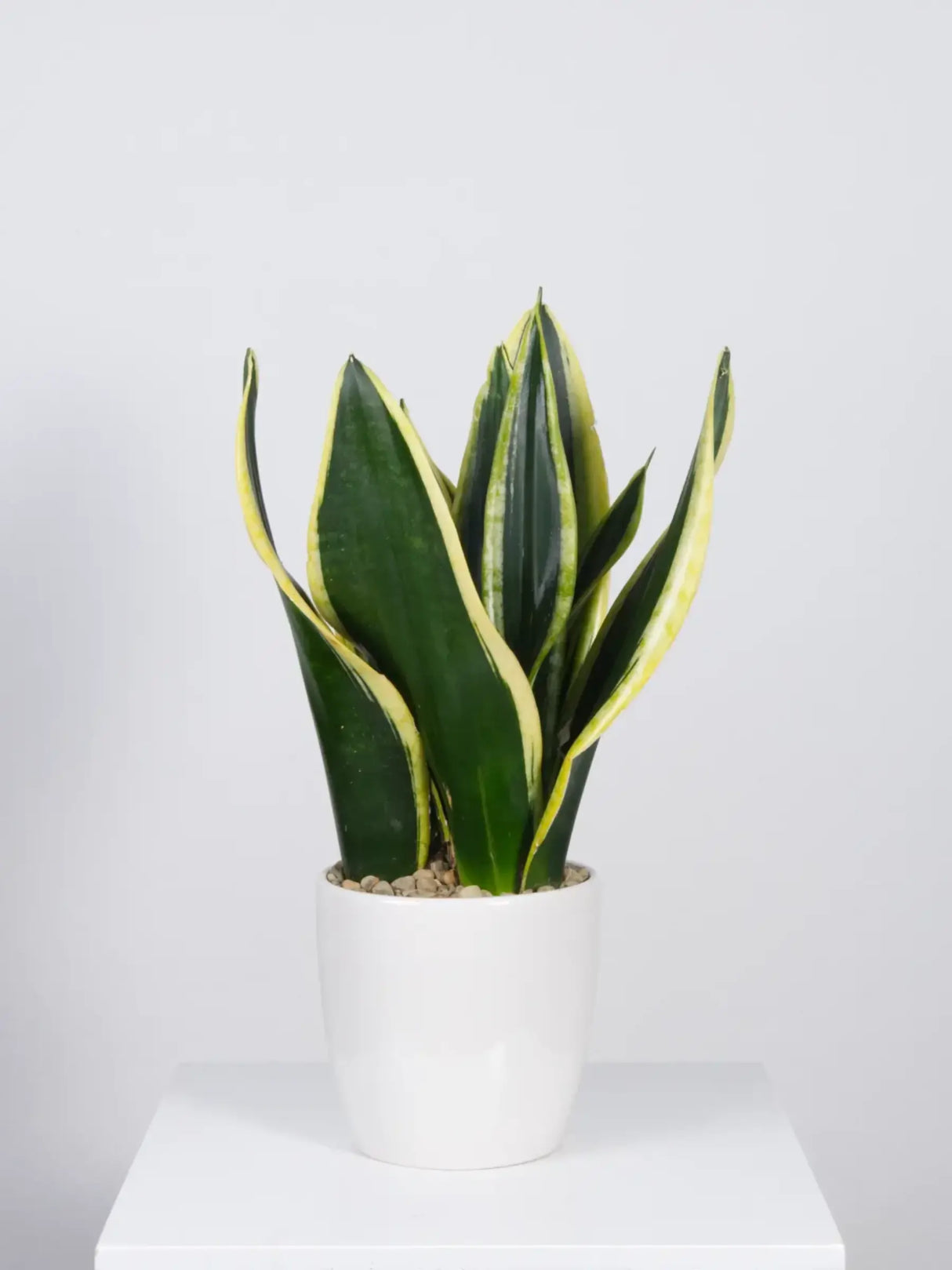 Potted snake plant with green and yellow stripes on a white background