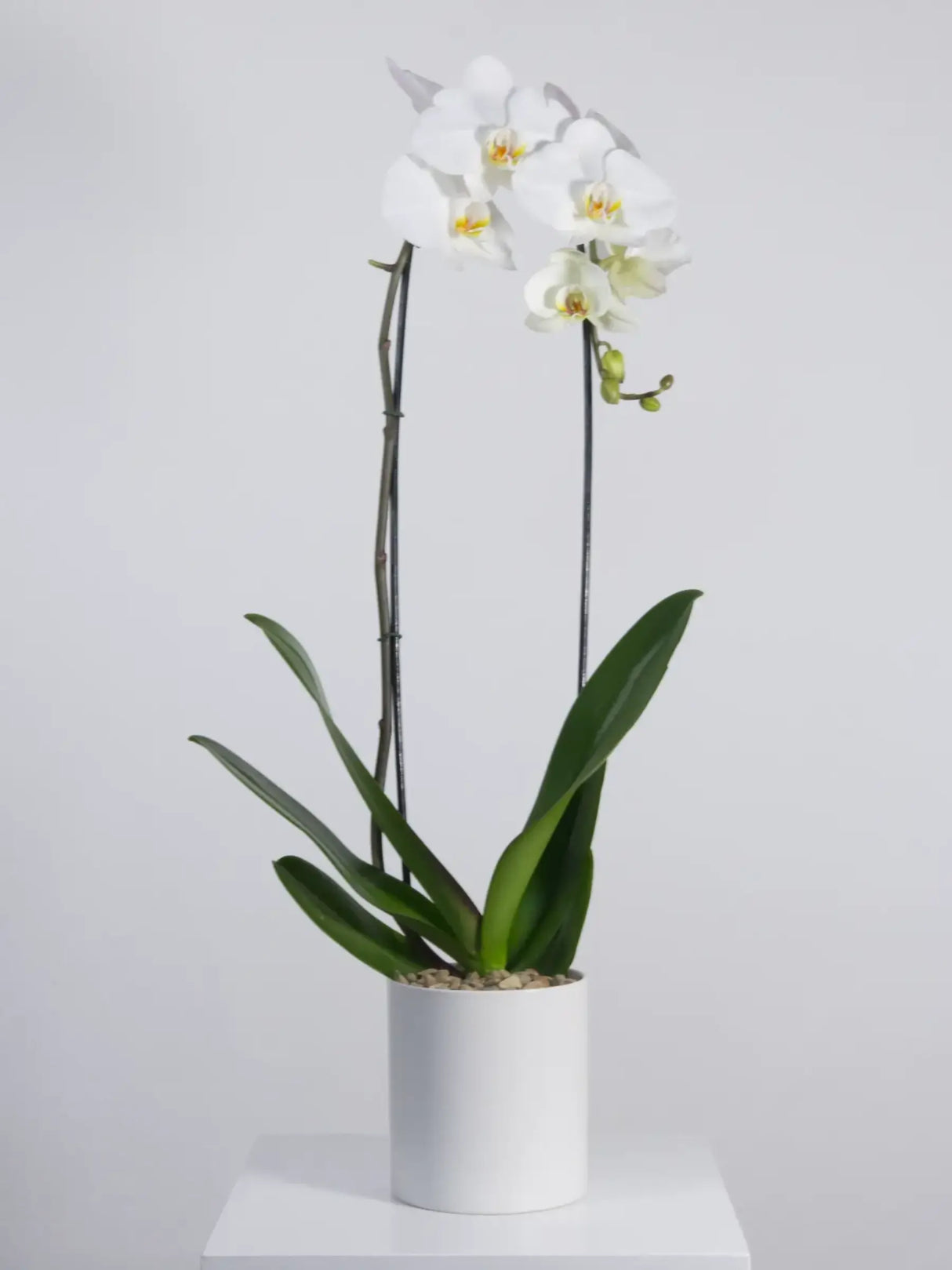 White orchid plant in a white pot on a light gray background