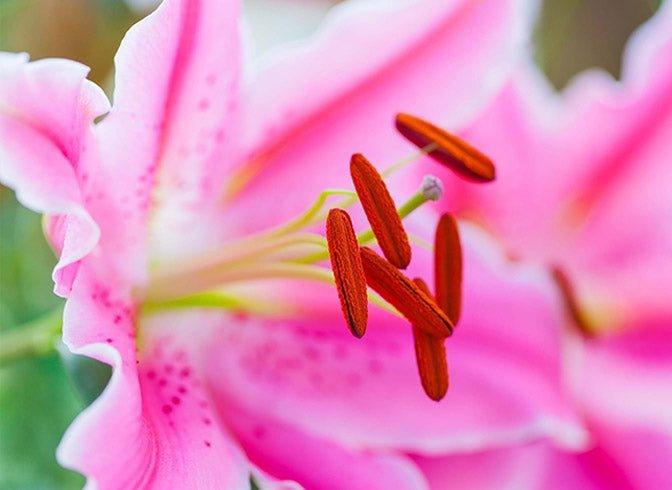 Celebrate Diwali with beautiful flowers - Bloomable