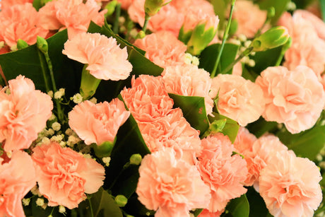 The Official Mother's Day Flower: Carnations