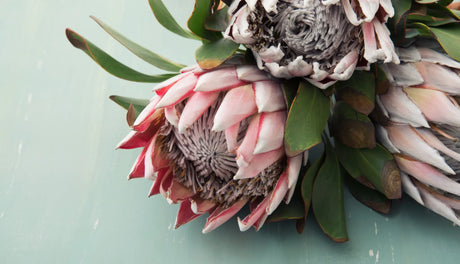 Winter Flowers in South Africa: What Holds Up Best in Cold Weather