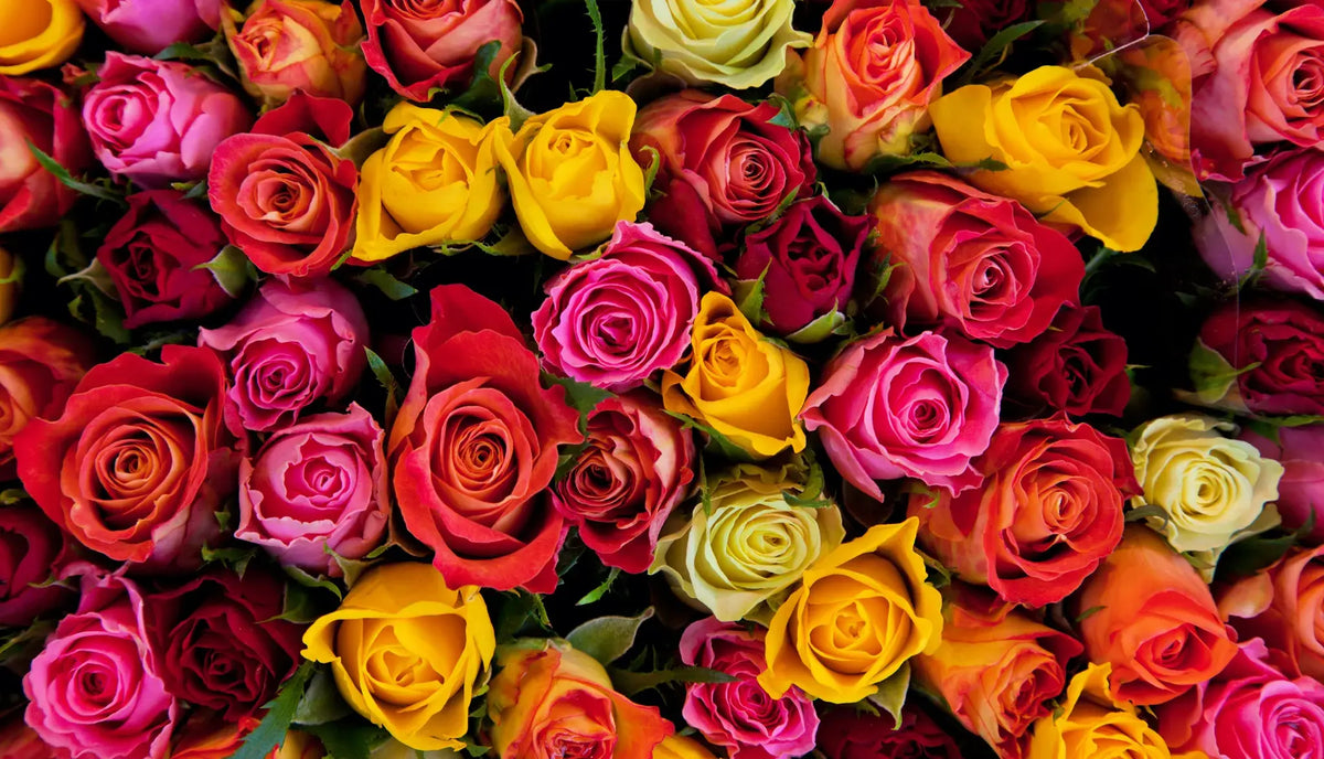 The Ultimate Rose Colour Guide: Meanings, Symbolism & Perfect Pairings