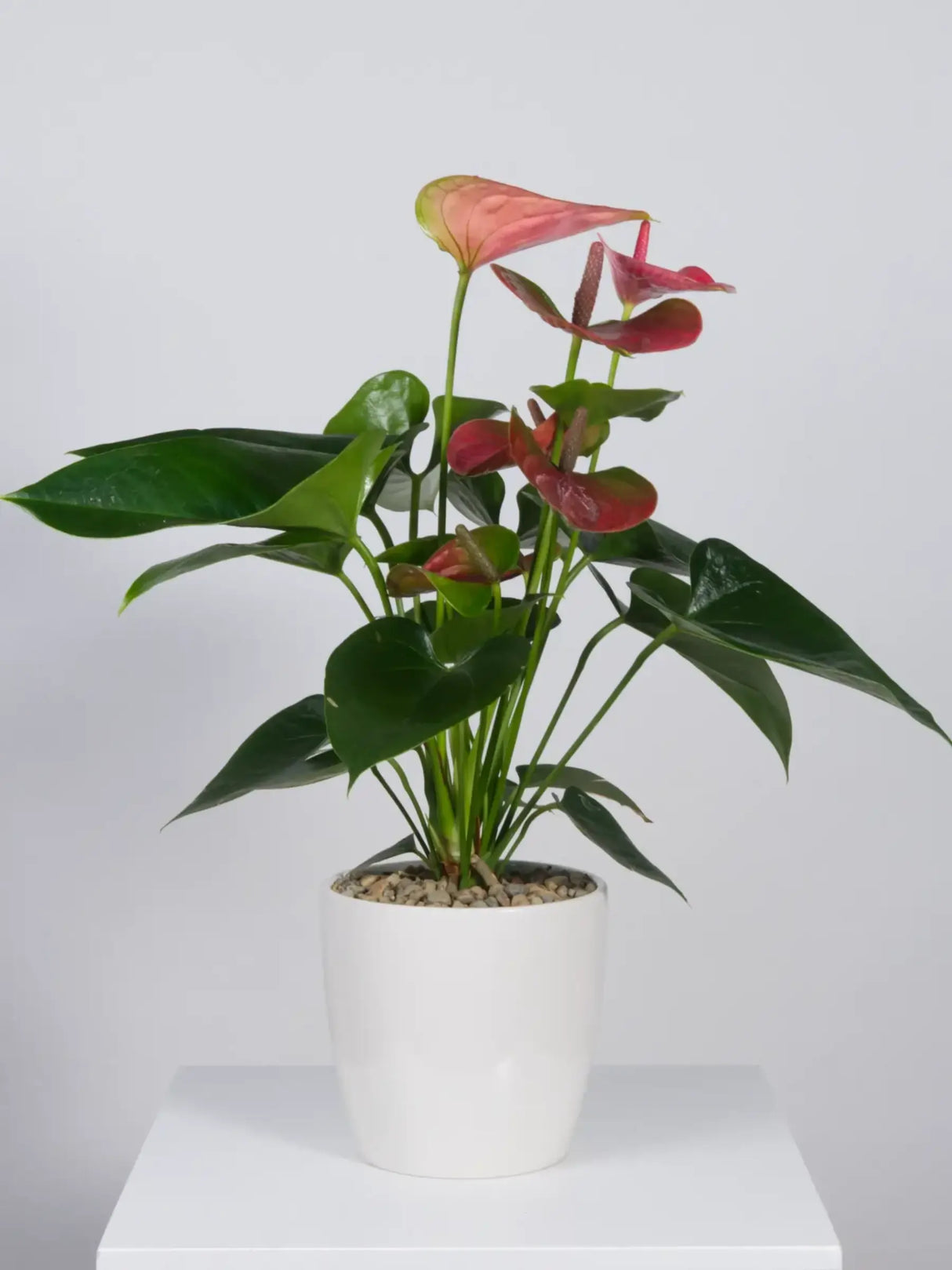 Potted plant with pink flowers on a white background