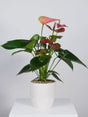 Potted plant with pink flowers on a white background