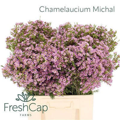 FreshCap – Global Exporter of Premium South African Fynbos