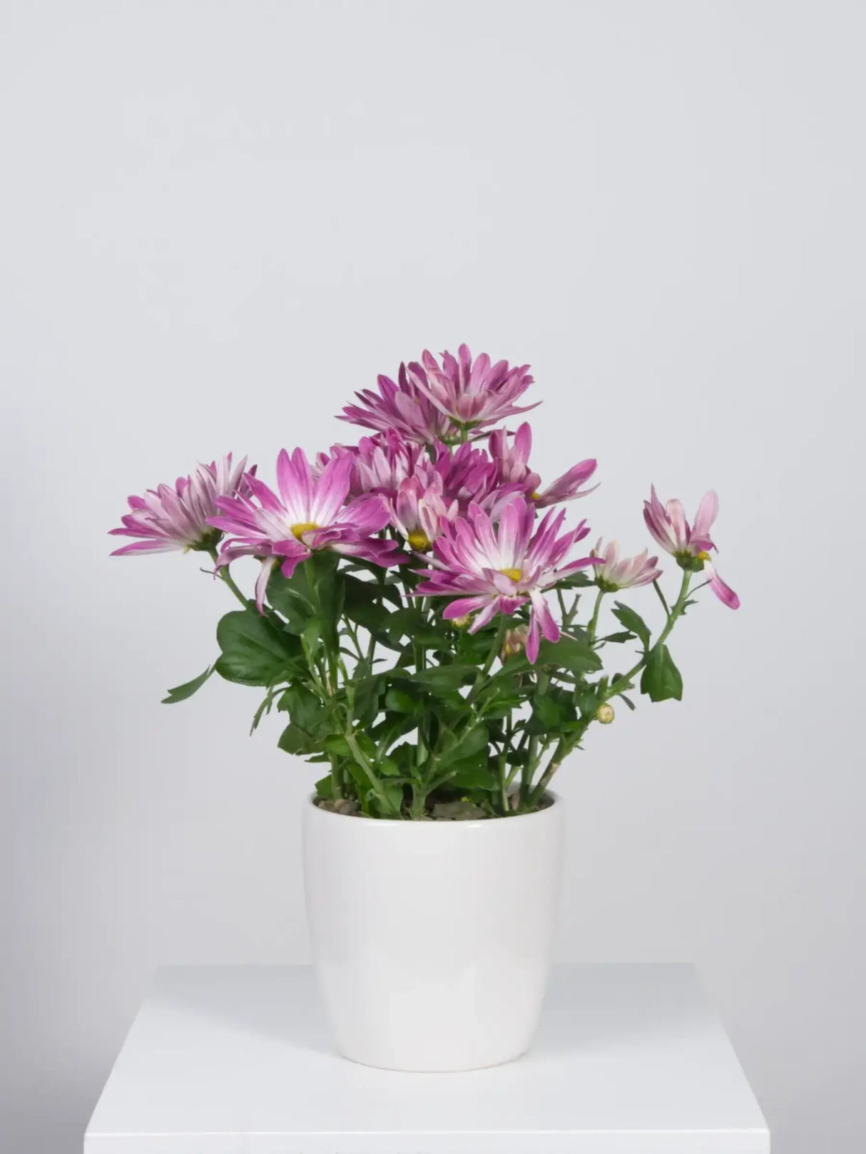Potted plant with pink flowers on a white surface and light gray background