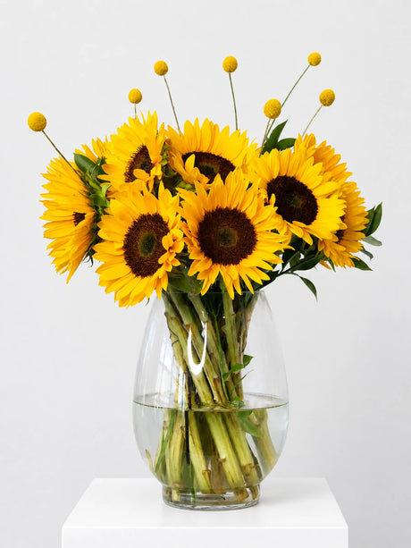 Vibrant sunflower arrangement featuring golden sunflowers, yellow billy buttons (craspedia) and green foliage in clear glass vase - fresh cut flower bouquet for home or gift