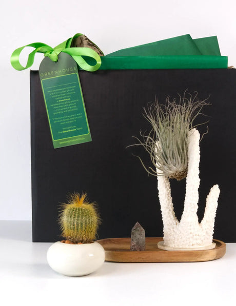 Airborn Intentions Aerial Plant Gift Set with cactus, air plant, coral-inspired sculpture, and crystal for calm, balanced spaces.