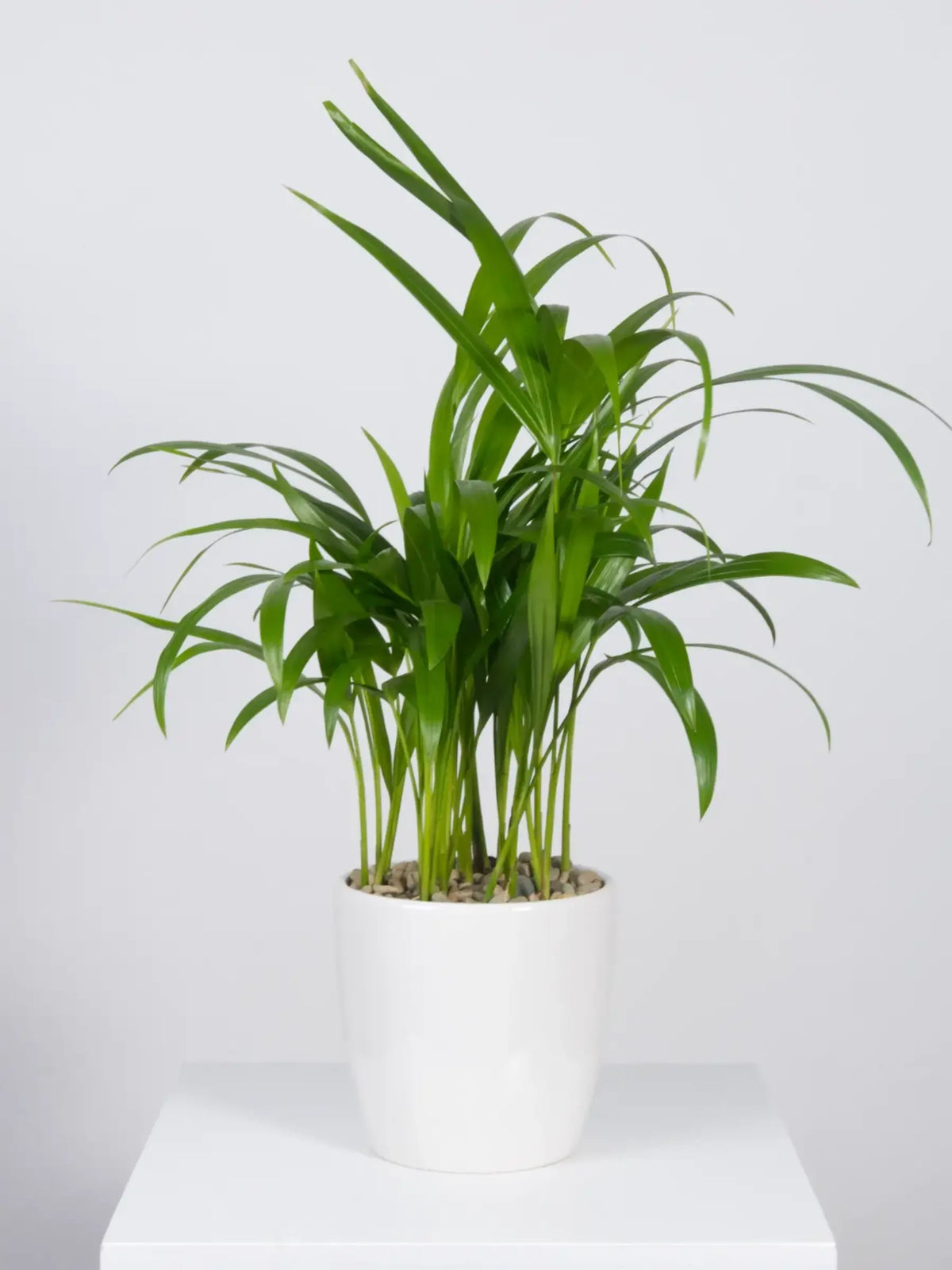 Potted plant on a white surface with a light gray background