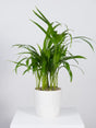 Potted plant on a white surface with a light gray background