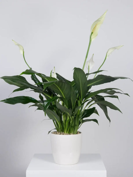 Potted plant with green leaves and white flowers on a white background