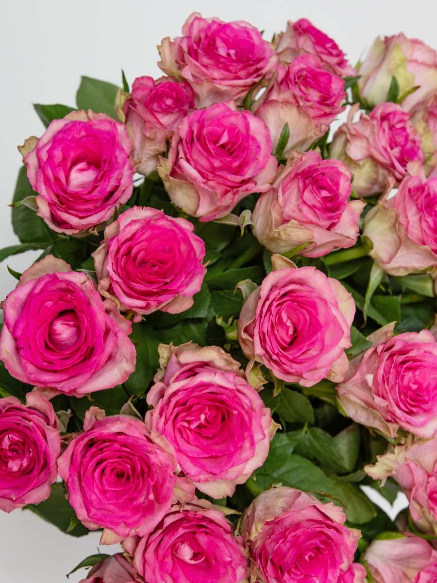 Elegant bouquet of vibrant pink roses with lush green leaves in a vintage style, perfect for expressing love and admiration.