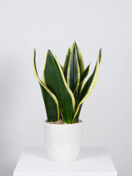 Potted snake plant with green and yellow stripes on a white background