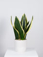 Potted snake plant with green and yellow stripes on a white background