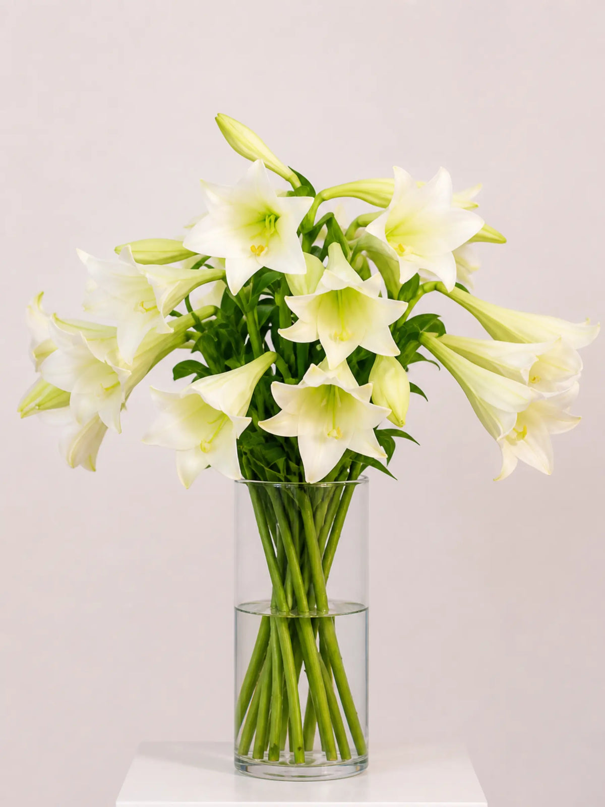 St. Joseph Lilies vase arrangement with lush greenery, ideal for any occasion, featuring lilies in bud form that bloom over days.