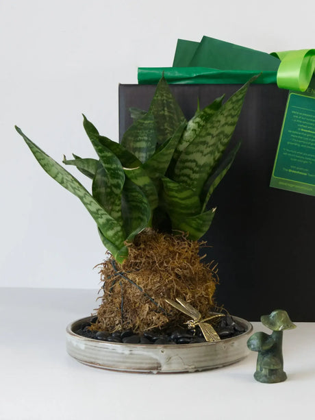 Zen in a Ball Kokedama Plant Gift Set featuring a Sansevieria 'Mother-in-law's Tongue' plant in a Kokedama, a ceramic tray, a dragonfly trinket and a stone mushroom. Ideal for plant gifts.
