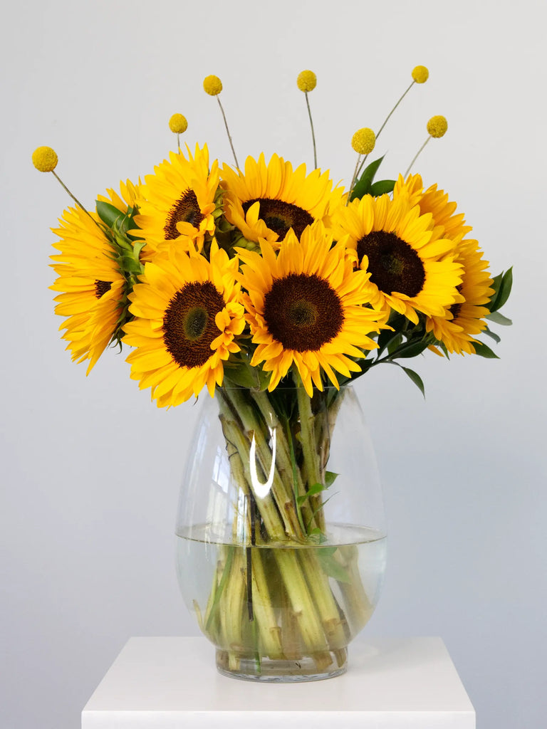 Vibrant sunflower arrangement featuring golden sunflowers, yellow billy buttons (craspedia) and green foliage in clear glass vase - fresh cut flower bouquet for home or gift