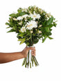 Bouquet of white flowers with green leaves held by a hand on a white background