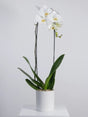 White orchid plant in a white pot on a light gray background