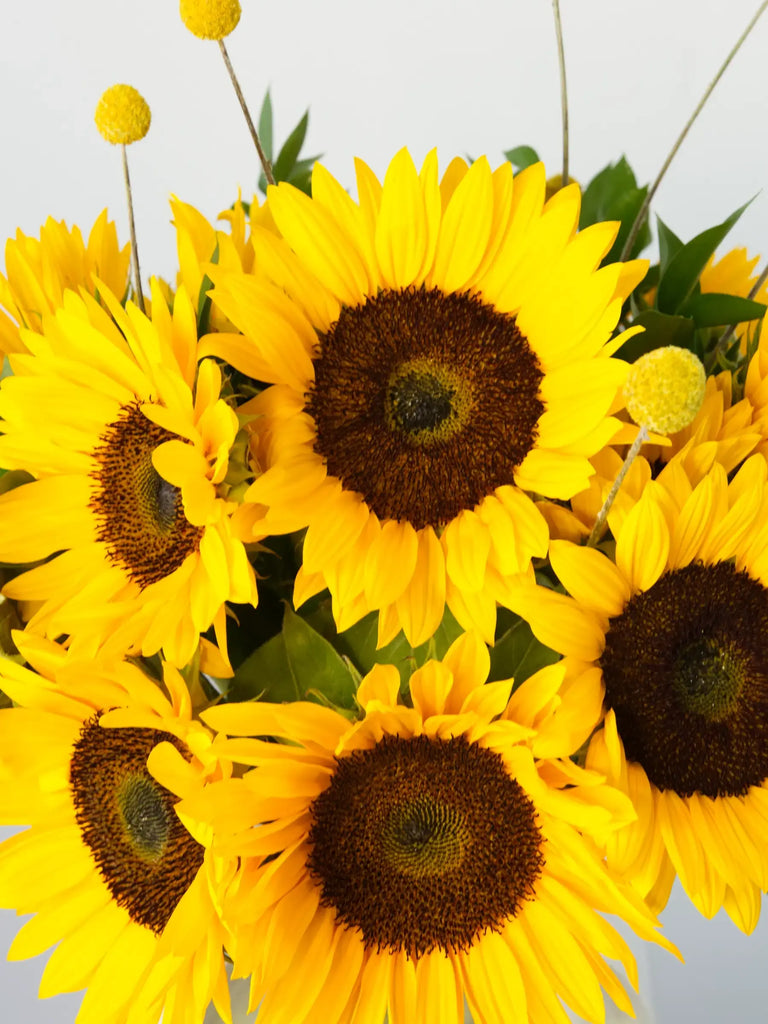 Top view close-up of golden sunflower bouquet featuring large sunflowers with dark centres and yellow billy buttons (craspedia) - fresh vibrant summer flower arrangement