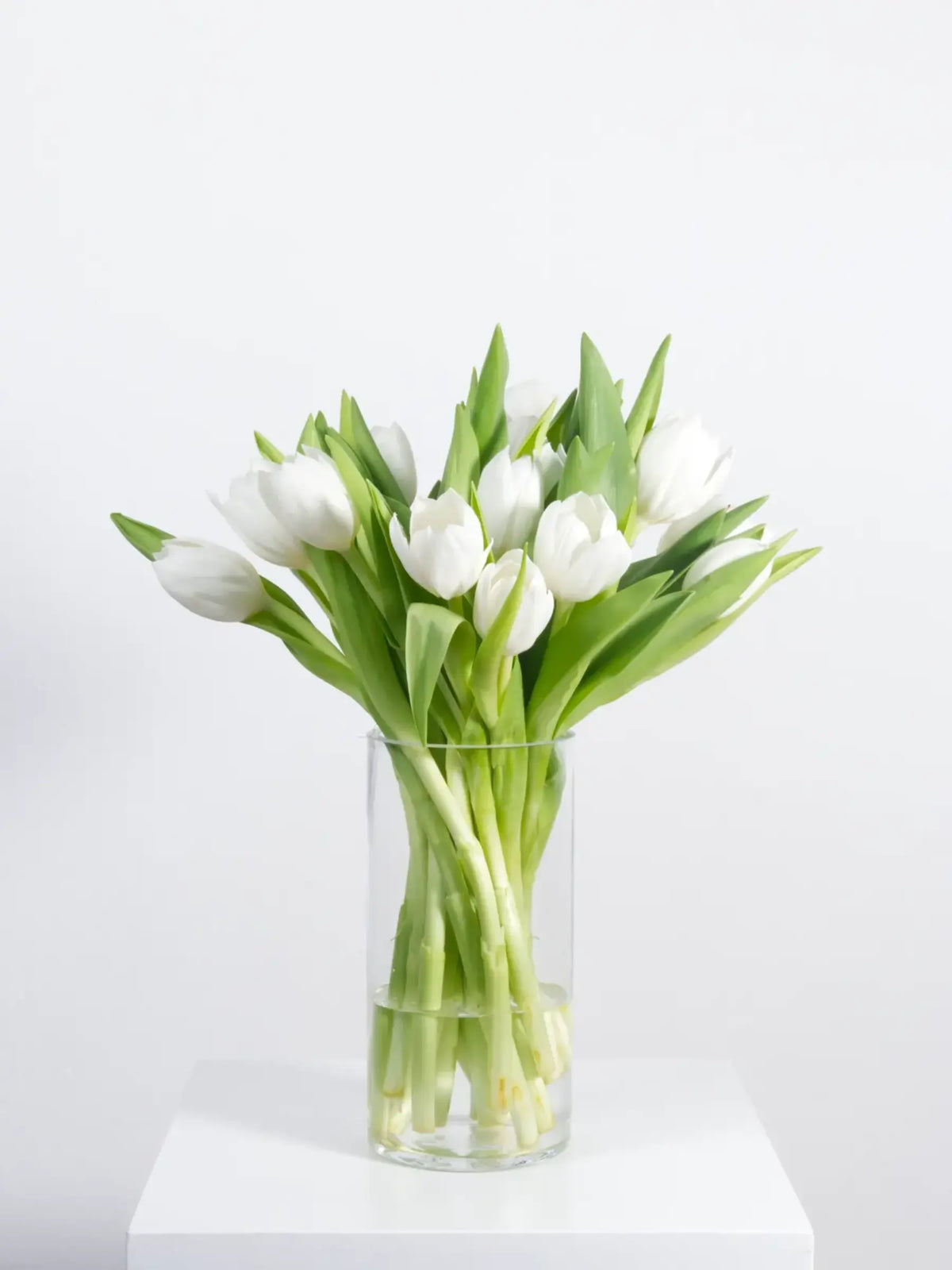 Clear glass vase with white tulips on a light gray background