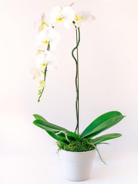 Orchid in White Medium (As Shown) Bloomable