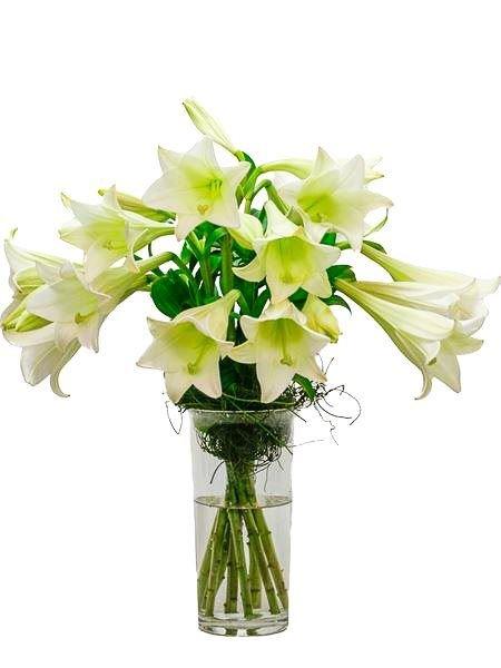 St Joseph Lily Vase Arrangement Small (8 Lilies) Bloomable