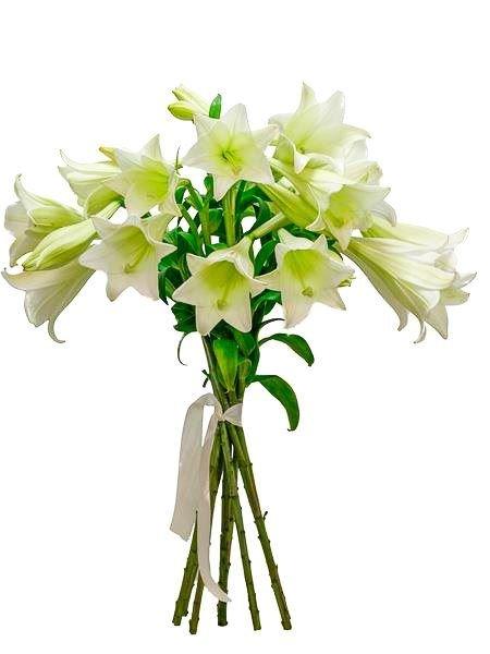 St Joseph's Bouquet Small (8 Lilies) Bloomable